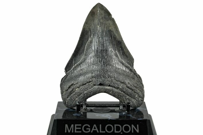 Serrated, Fossil Megalodon Tooth - South Carolina #324270